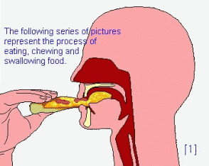 mouth-digestion-2